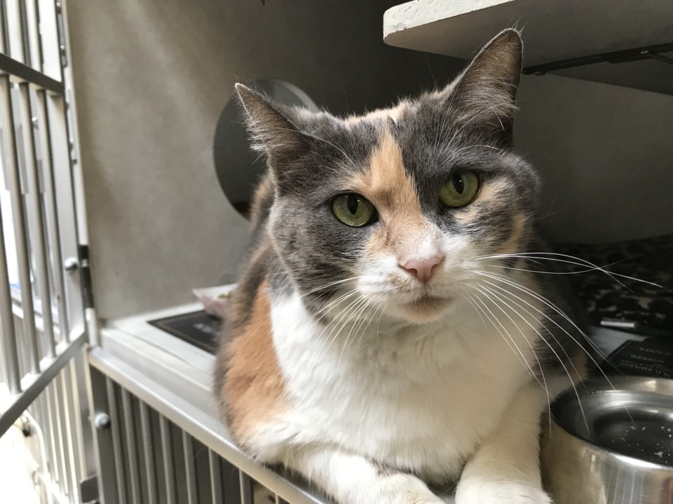 Pet Tales: Duchess the calico cat is looking for a new home