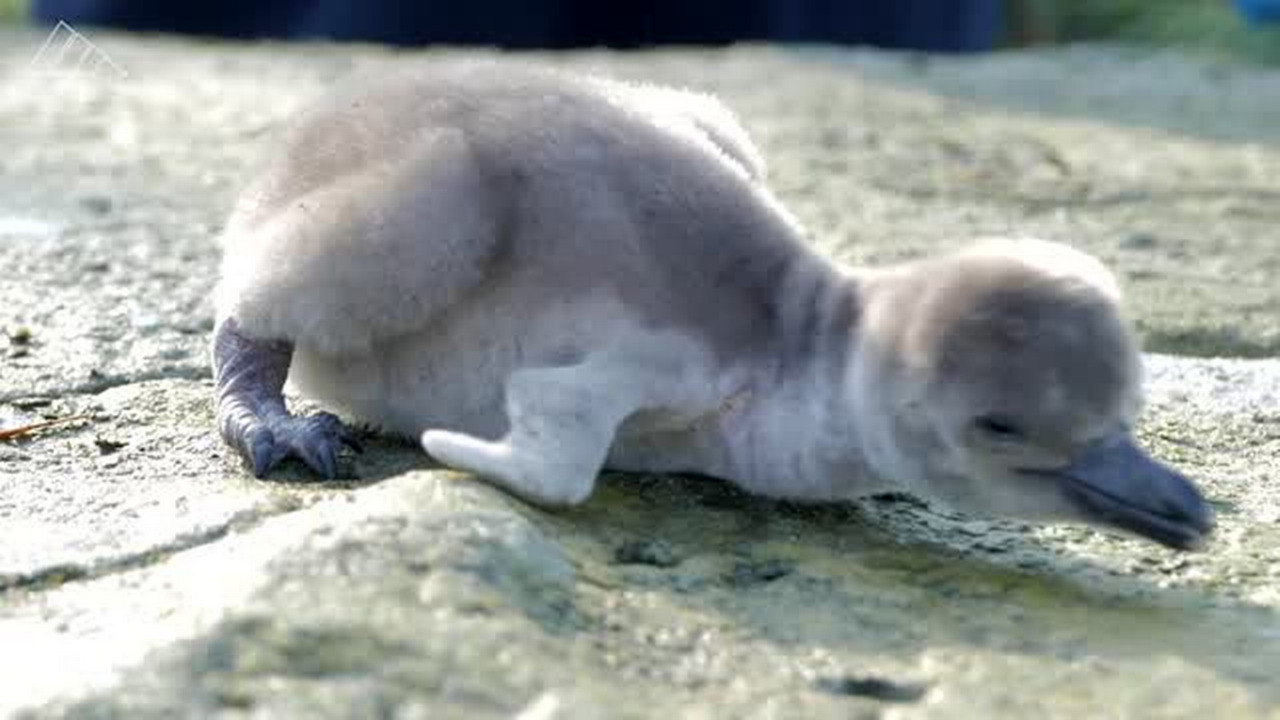 Chester Zoo's new penguin chicks get weighed