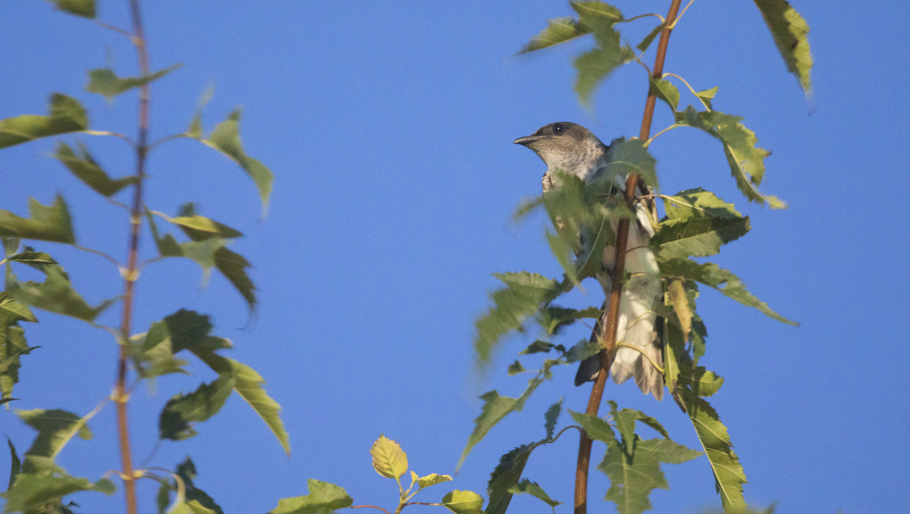 The purple martins are back and putting on a dramatic show at Wichita’s Waterfront