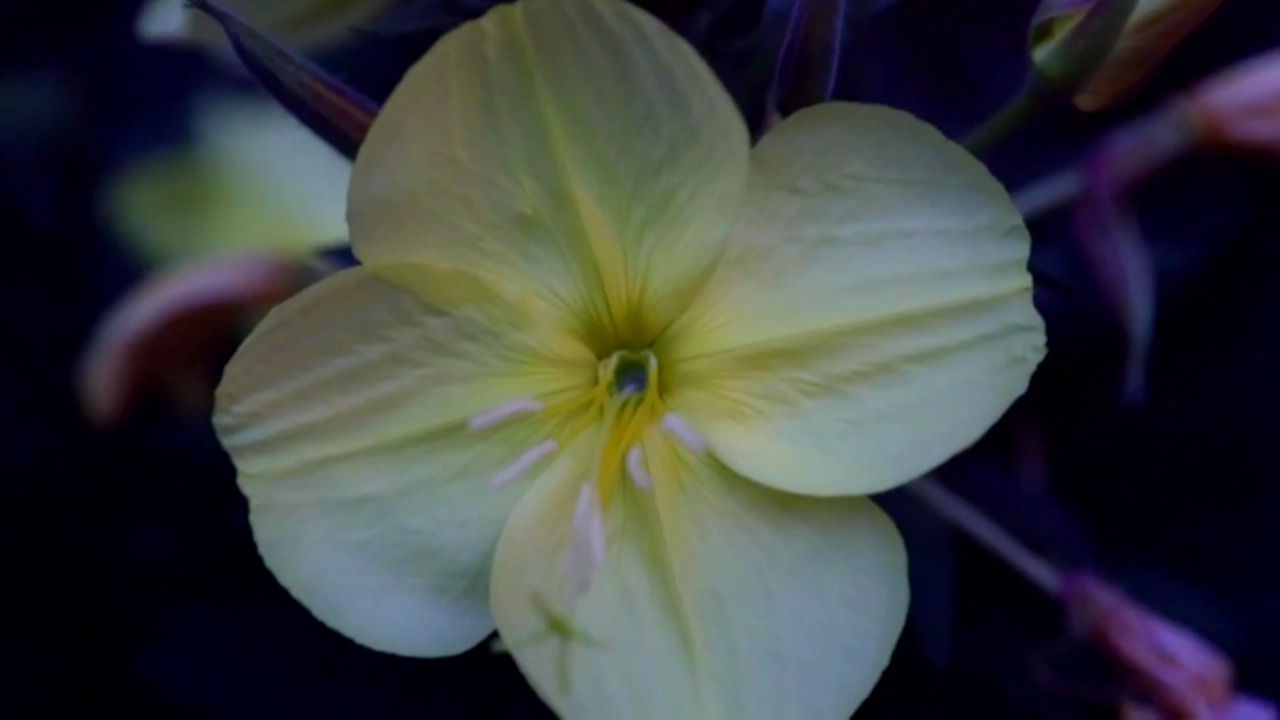 In Forest Acres garden, neighbors turn out for nightly primrose show (+ video)