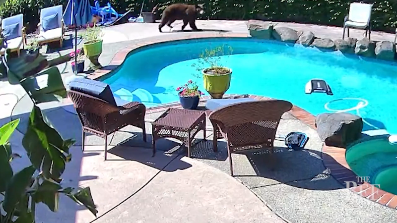 See Roseville bear cruise past backyard pool