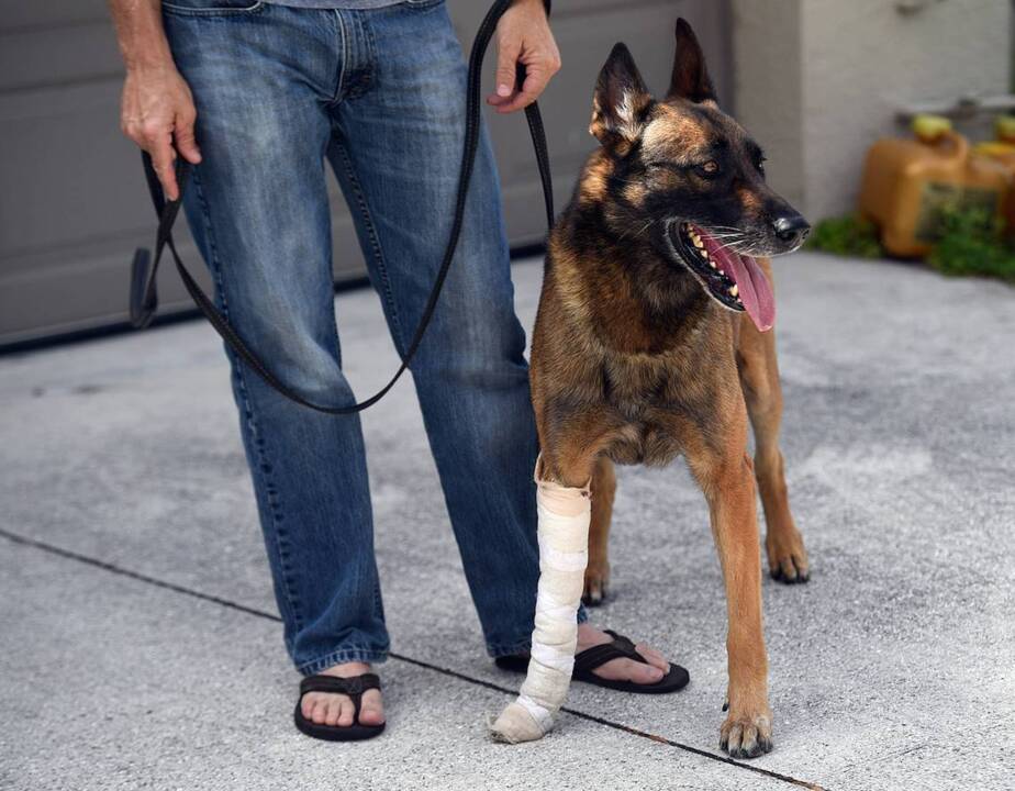 Alligator attacks retired police dog, dog bites back