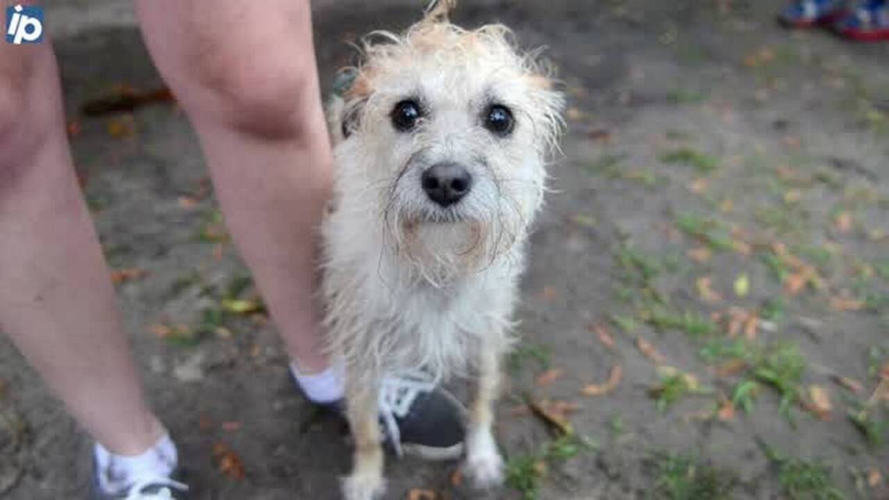 Meet the ‘ugliest’ dogs in the Lowcountry, picked by judges at the Bluffton Village Festival