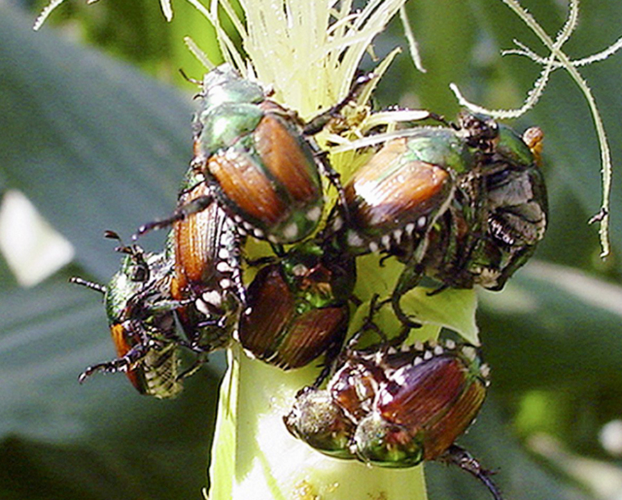 Tips on how to control Japanese beetles