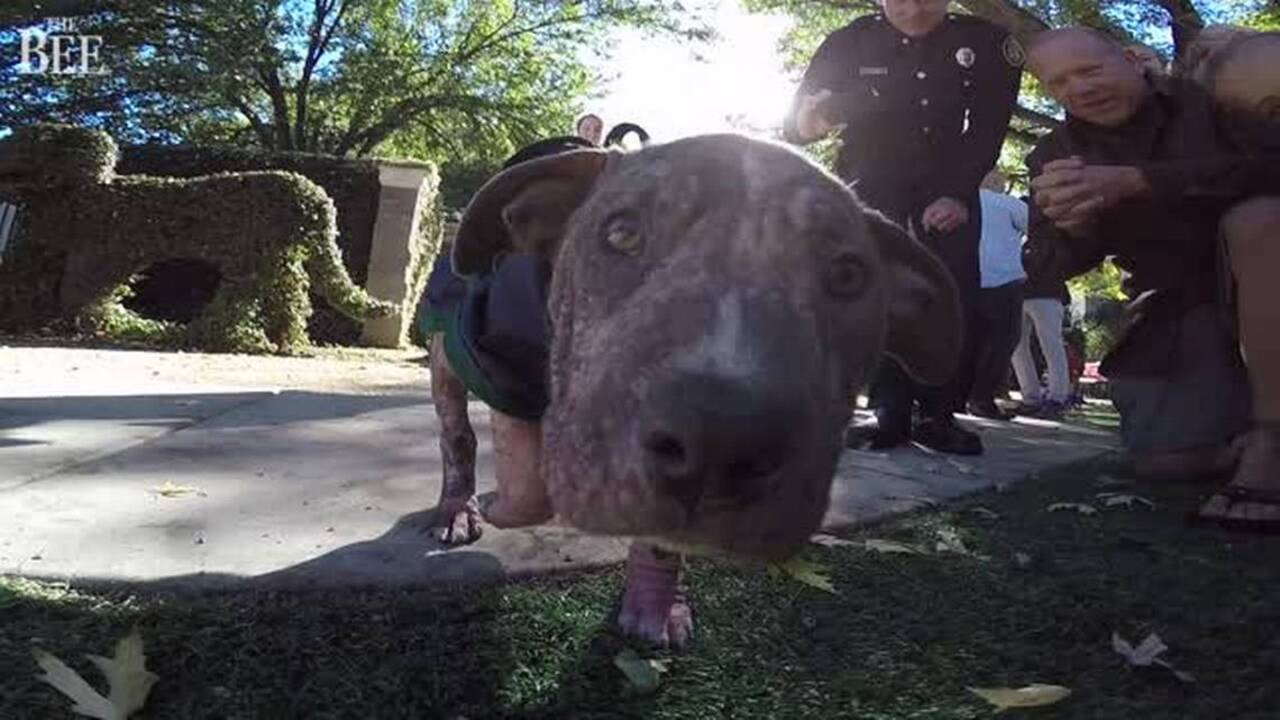 Chunk, a puppy rescued by Sacramento firefighter Mike Thawley, is fostered by his family