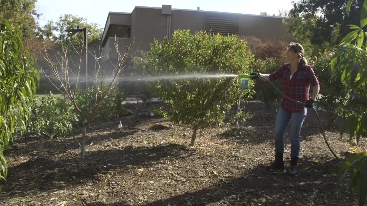 Here’s when and how to spray your fruit tree to avoid leaf curl