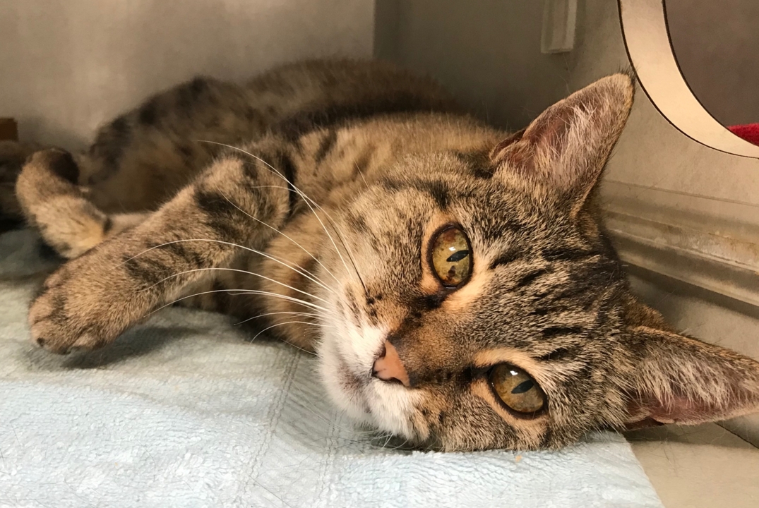 Bethany the star-crossed tabby cat is looking for a forever home