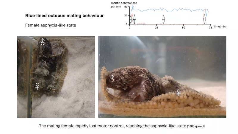 Blue-lined octopuses use venom to subdue females for mating