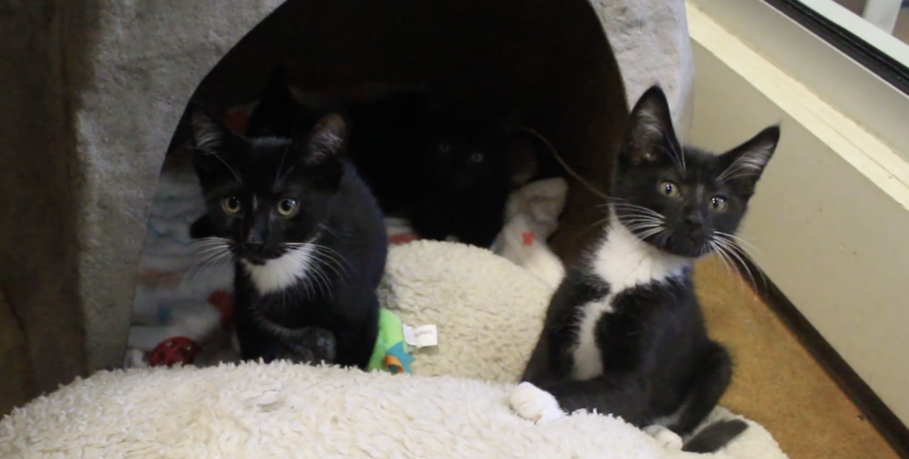 See some of the cats available for adoption at Front Street Animal Shelter