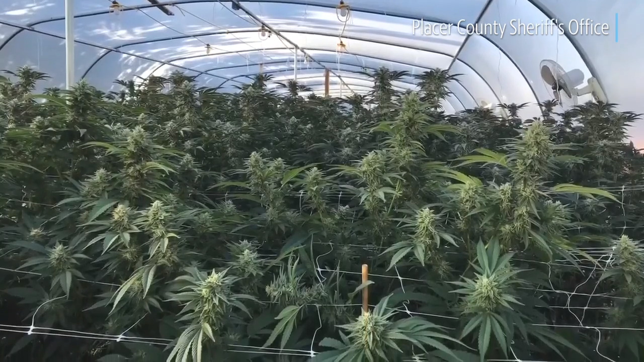 Mexico resident arrested in Penryn after deputies find large marijuana-grow operation