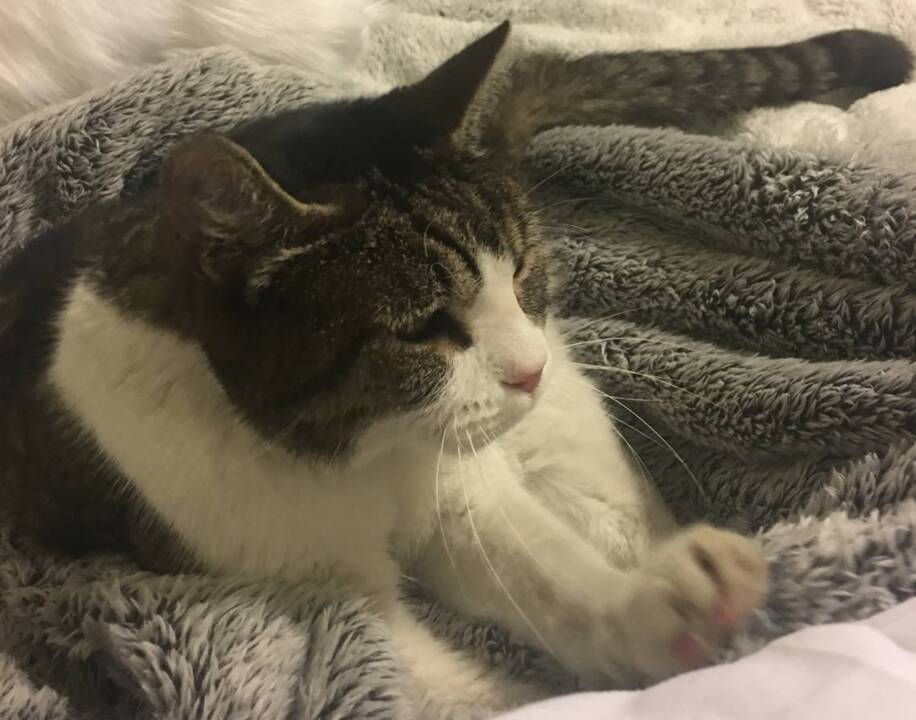 Thomas the cat who survived Tubbs Fire reunited with his best friend