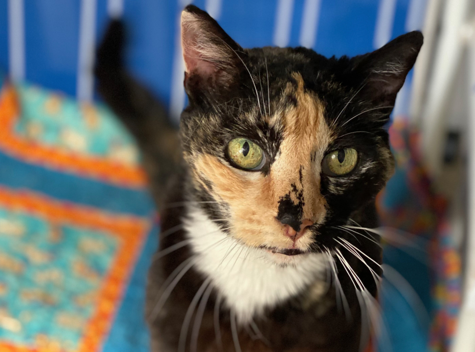 Pet Tales: Meet Sprinkles, a loving lap cat who needs a new home
