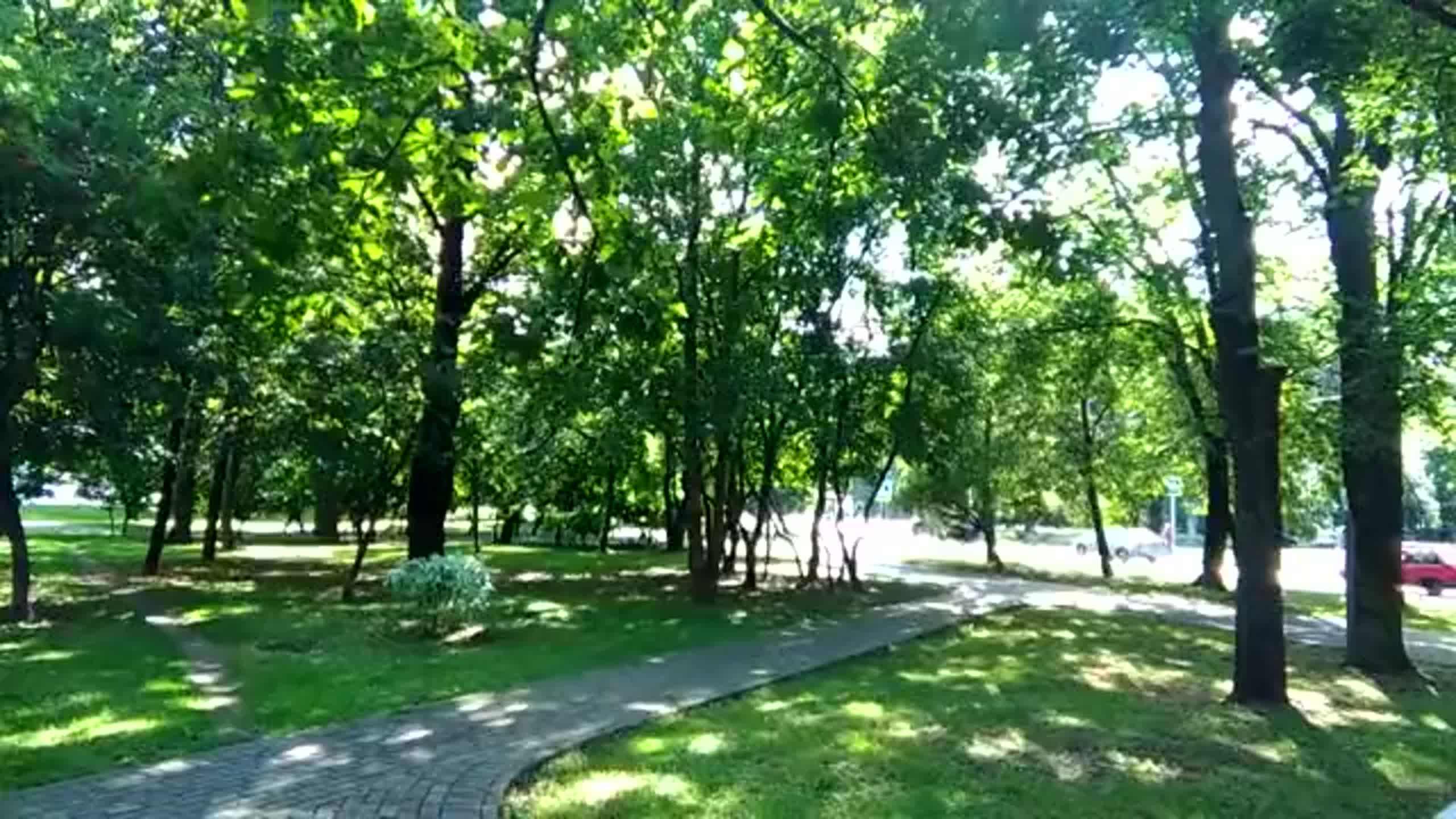 random video with trees