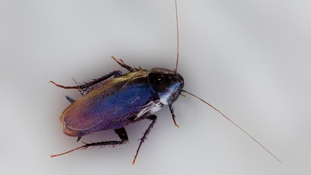 From Palmetto bugs to sand gnats: Here’s how to get rid of SC’s most annoying pests