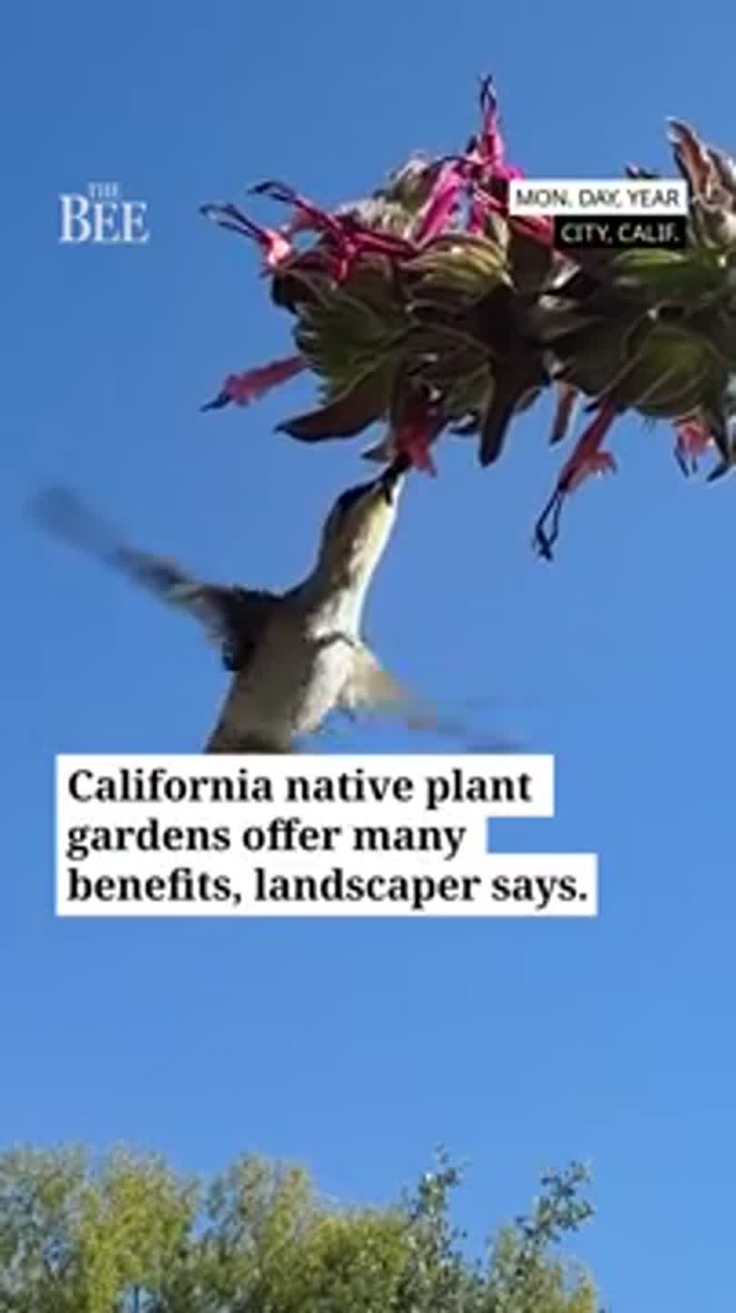 See California native plant garden in Sacramento that was fined by city