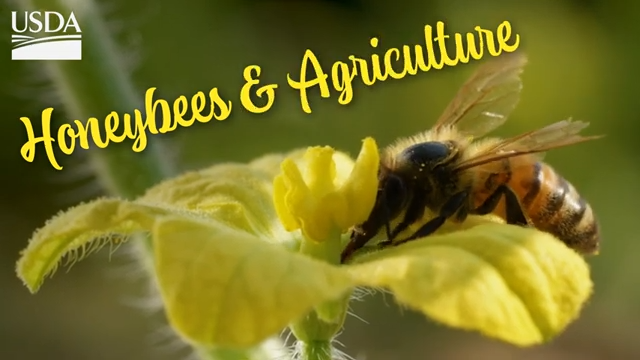 Fresno, Valley almond farmers on edge after catastrophic losses in honey bee colonies