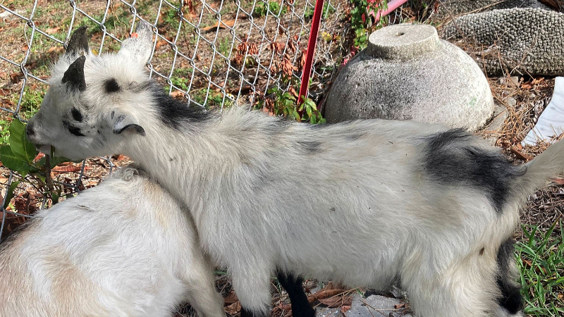 Where did these kids come from? Bradenton police seek owner of goats