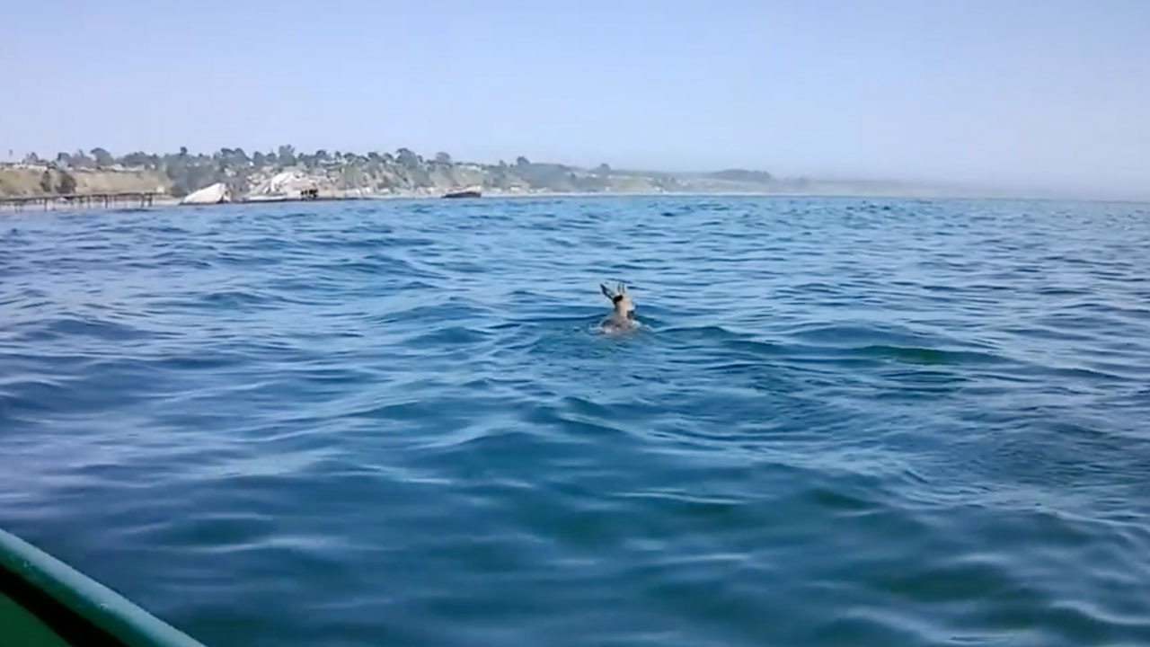 Deer escapes shark attack in Monterey Bay
