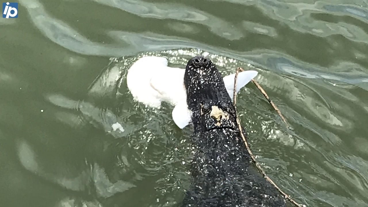 Hilton Head alligator, Charlie, got famous after eating a shark. Where is he now?