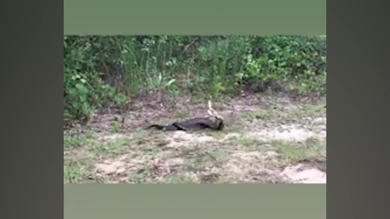 Venomous snakes caught dancing in Alabama