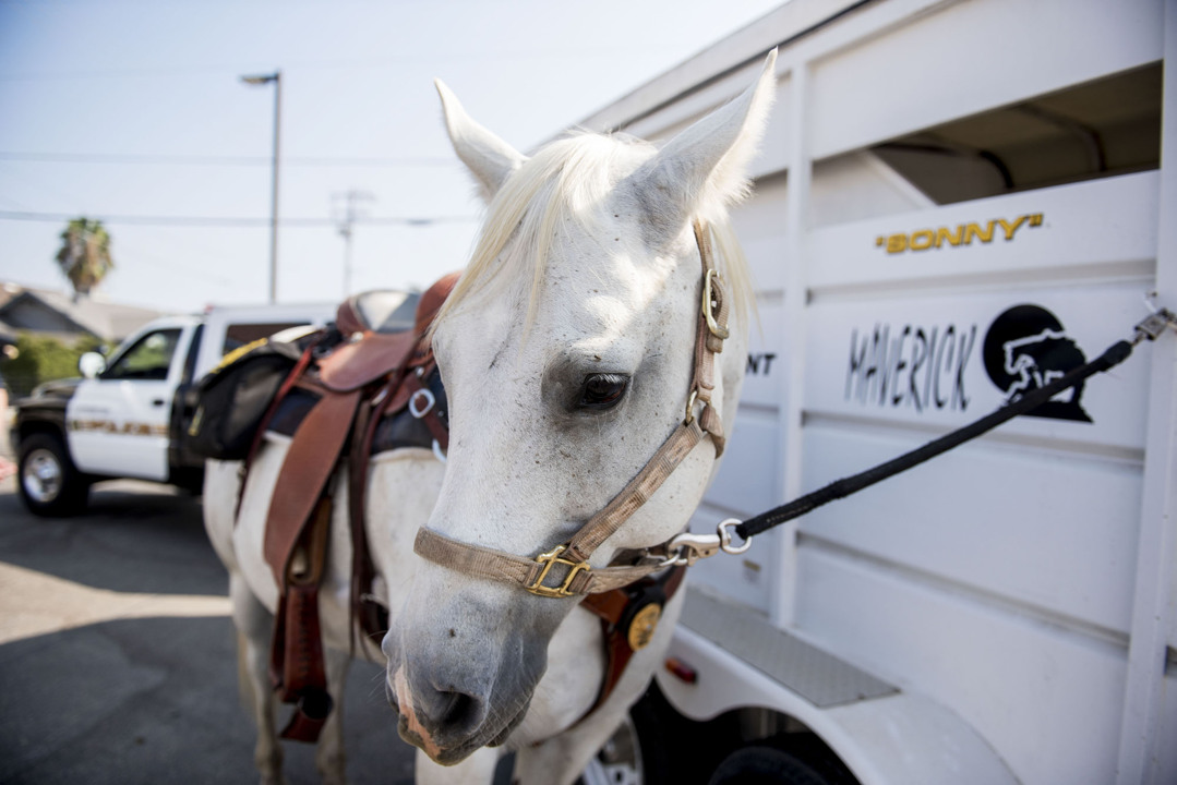Bad news: Livingston police horse Sonny has a tumor. Good news: You can help him out