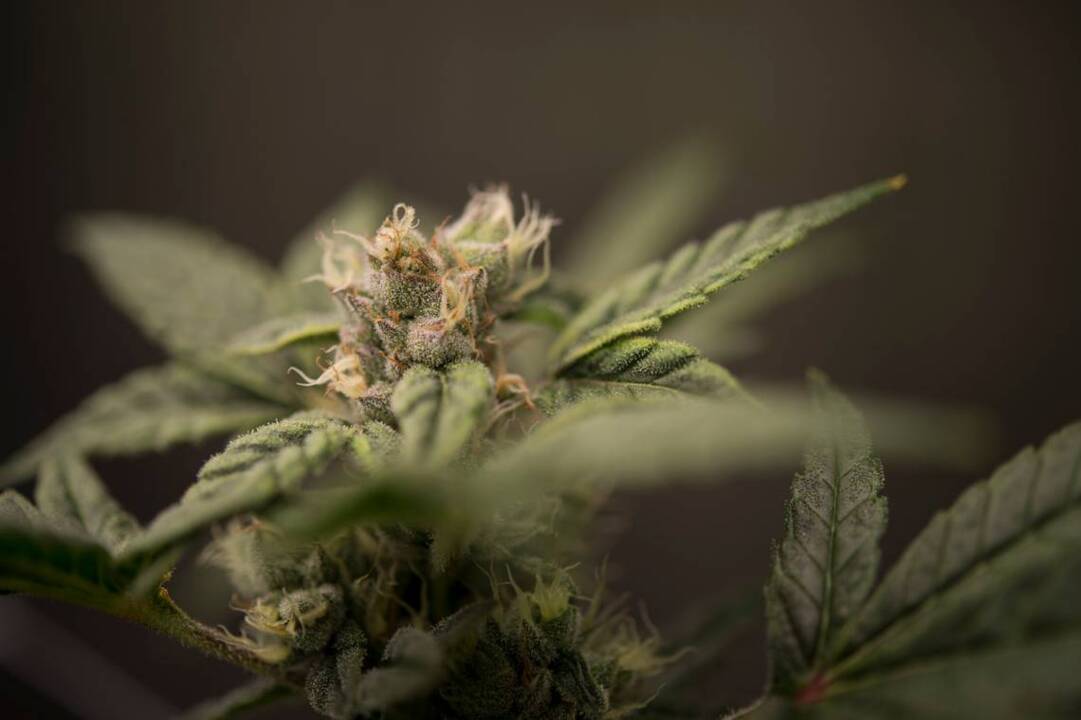 2 medical marijuana dispensaries to open in Morro Bay after city approves ordinance