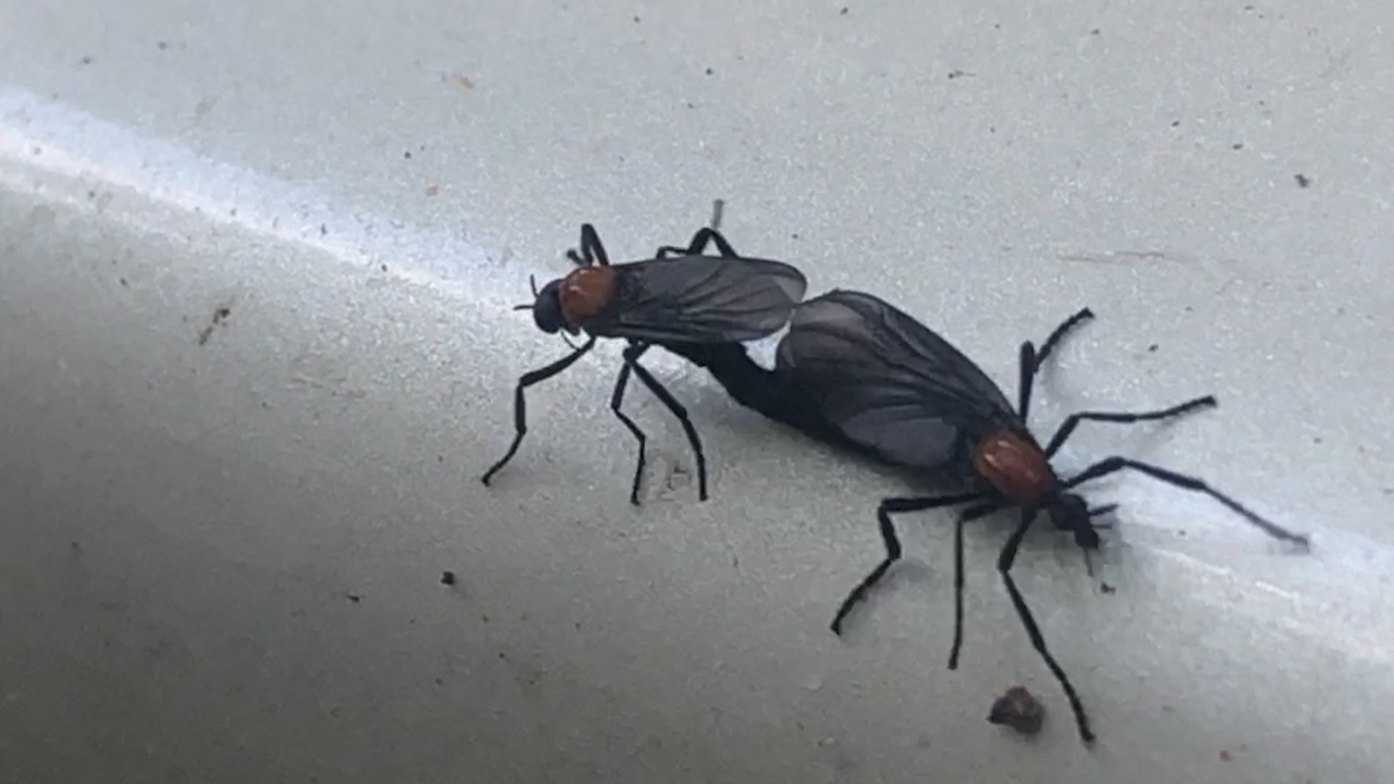 The Southern nuisance: Everything you need to know about lovebugs