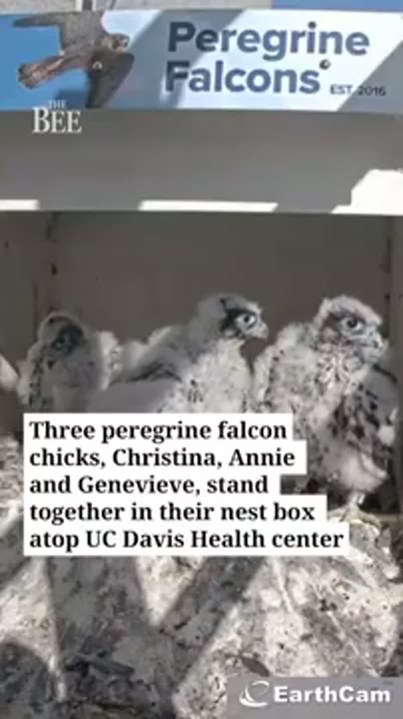 See three peregrine falcon chicks at UC Davis Medical Center via EarthCam