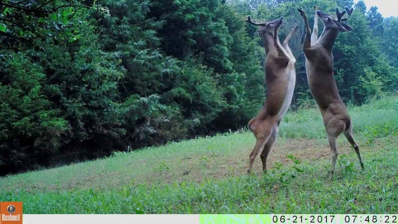 Bucks fight in front of wildlife officers' trail camera