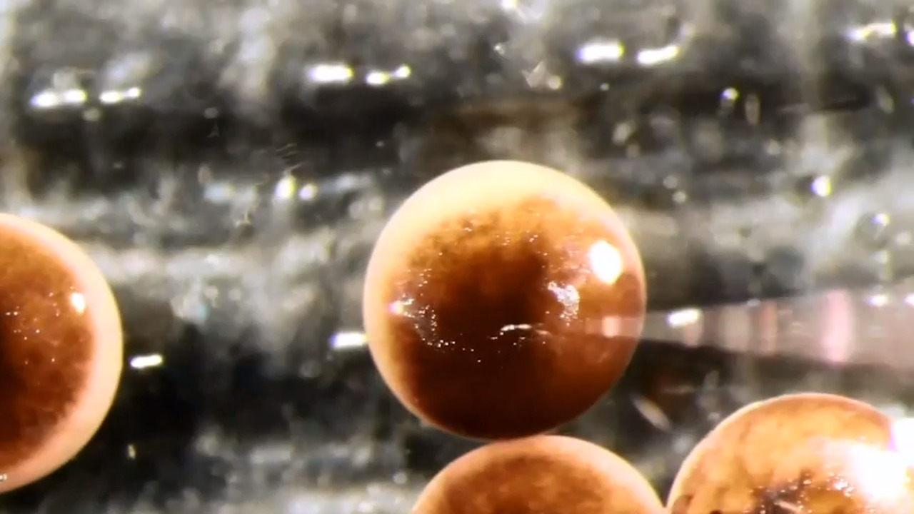 Scientists use frog stem cells to create first ‘living robots’