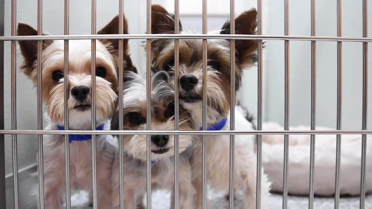 28 dogs rescued from hoarder getting help from Humane Society