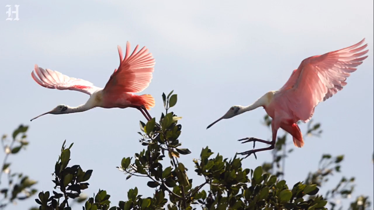 Food ran out in the Everglades after heavy rain last year. Wading birds had trouble nesting