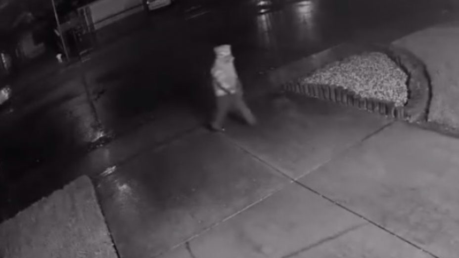 Sacramento shelter seeks person in cat beating, killing