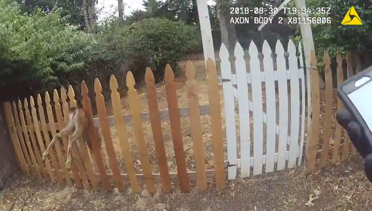 Oregon officer rescues fawn trapped in fence, bodycam video shows
