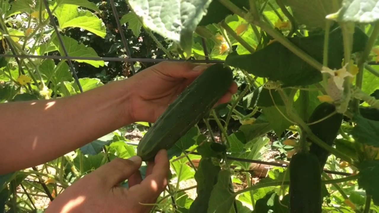 When To Pick Cucumbers