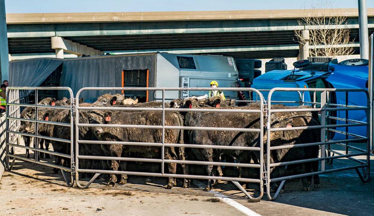Cattle rounded up after Johnson County traffic crash