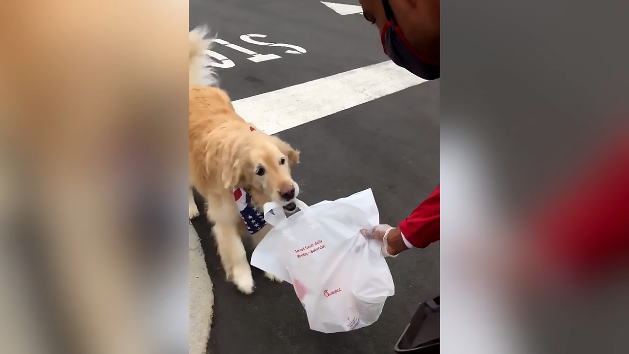 Special delivery: Dog gets Chick-fil-A for her North Carolina owner — and gets famous