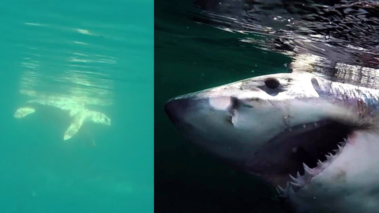 Hilton Head fishing crew has ‘wild’ day with 2 great whites at once... and a sea turtle?