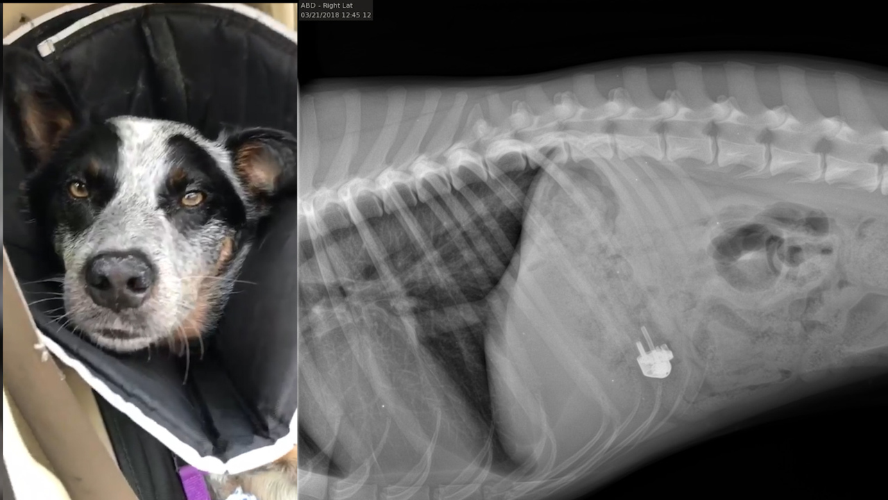 Think your dog will eat anything? This crazy Hilton Head dog swallowed a lighter
