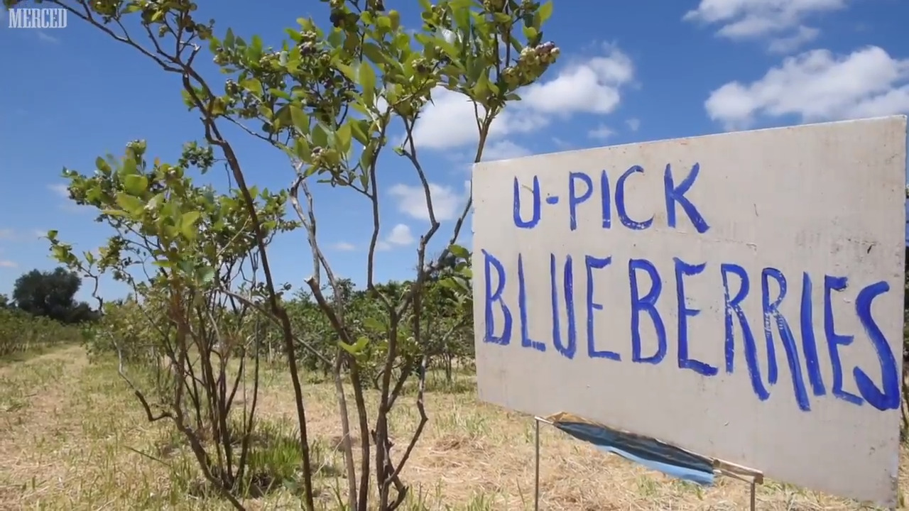 Organic farm hosts annual Pick and Gather Festival
