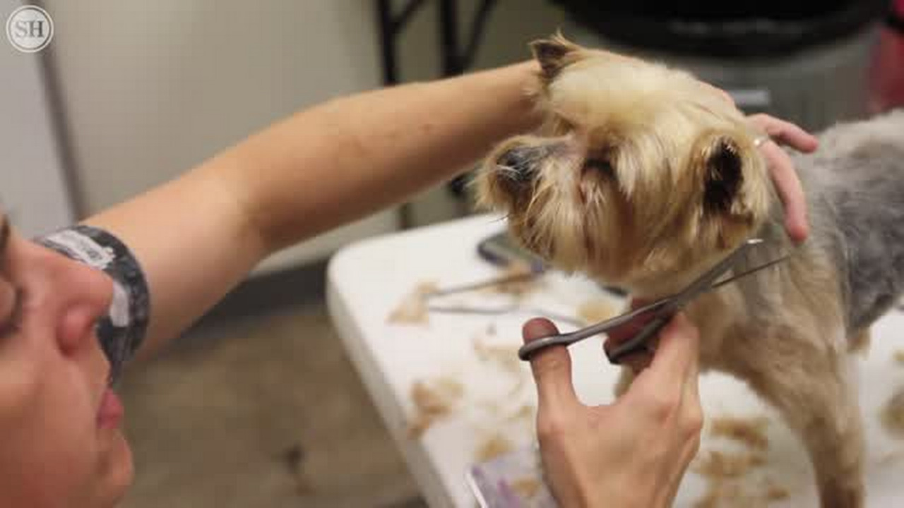 18 rescued Yorkies will be available Saturday at HSSM