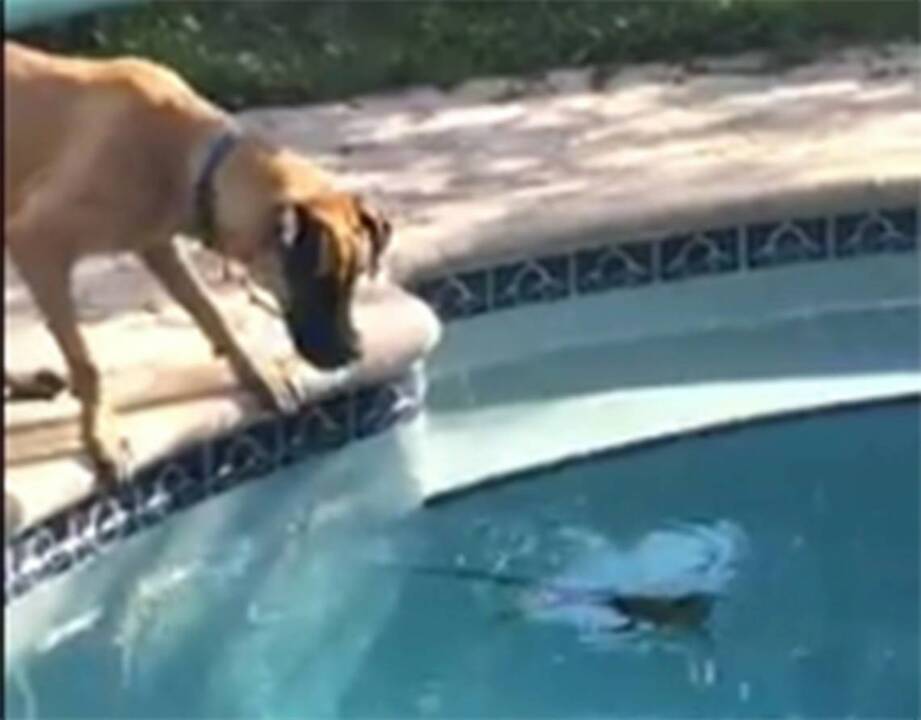 Police save a life (of an exotic lizard), but maybe they shouldn’t have