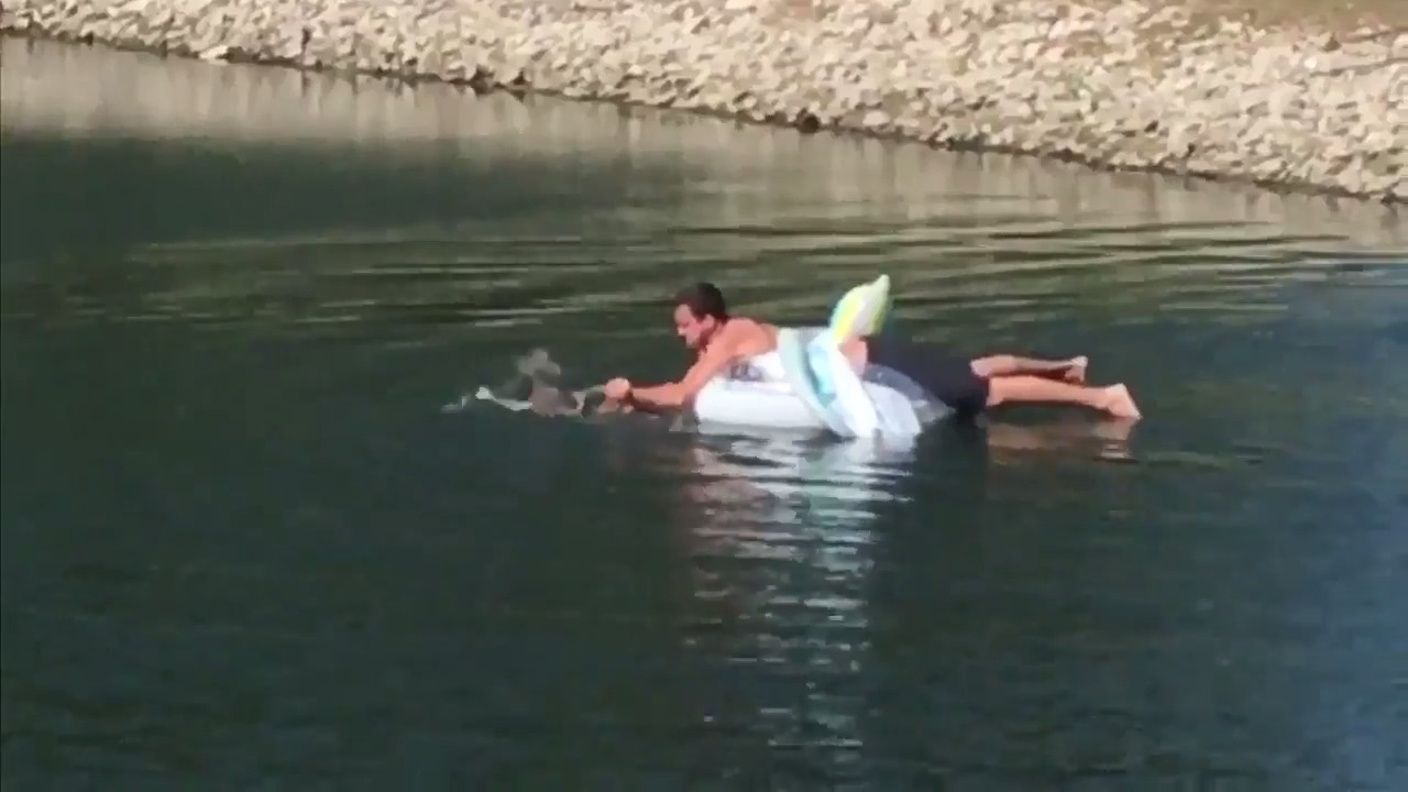 Man riding inflatable unicorn rescues goose from the jaws of a snapping turtle