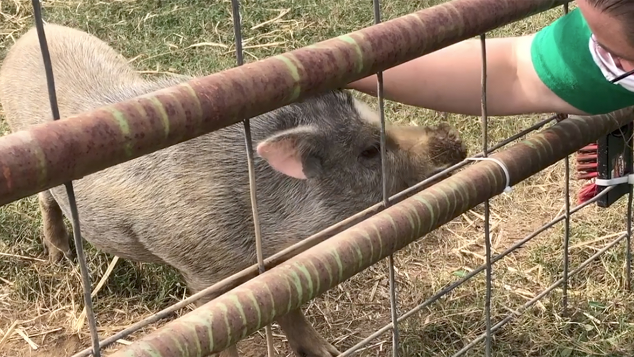 The little pot-bellied pig lost in Durham has found a new home