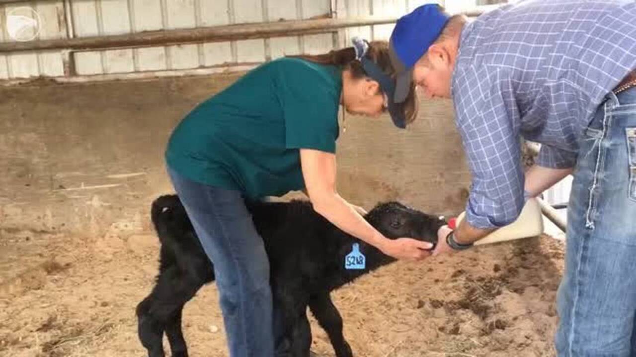 Volunteers feed calves orphaned by wildfires