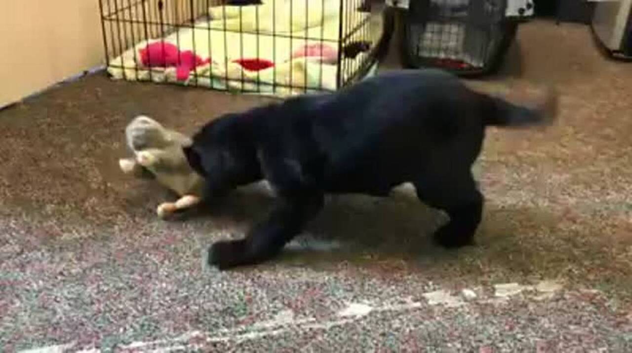 Watch Duckie, the puppy with ‘swimmer’s syndrome,’ take first steps