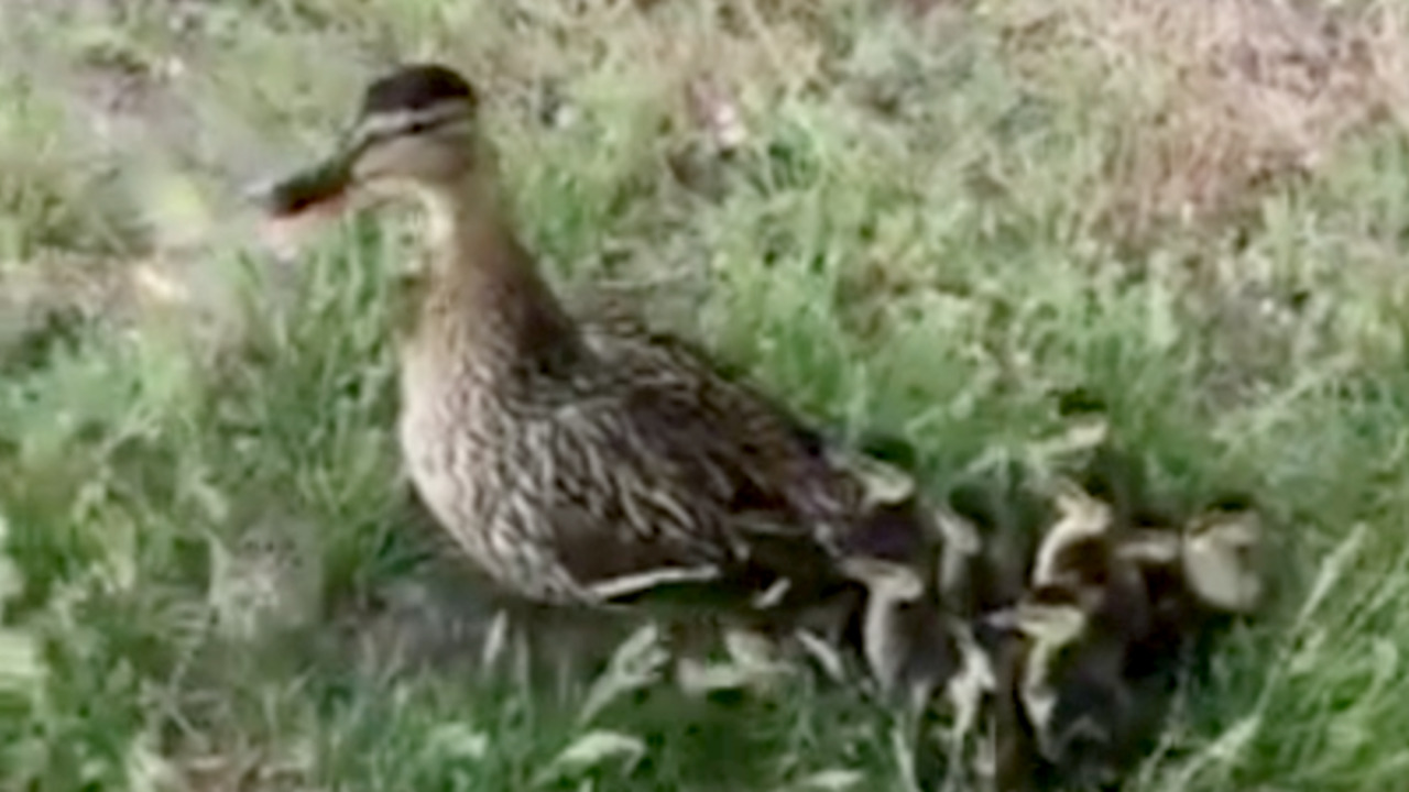 Firefighters use mother duck recording to rescue ducklings
