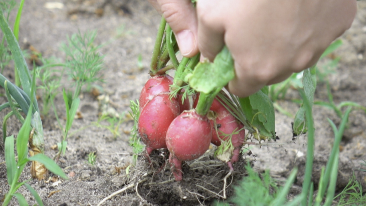 Here are eight vegetables to grow during winter