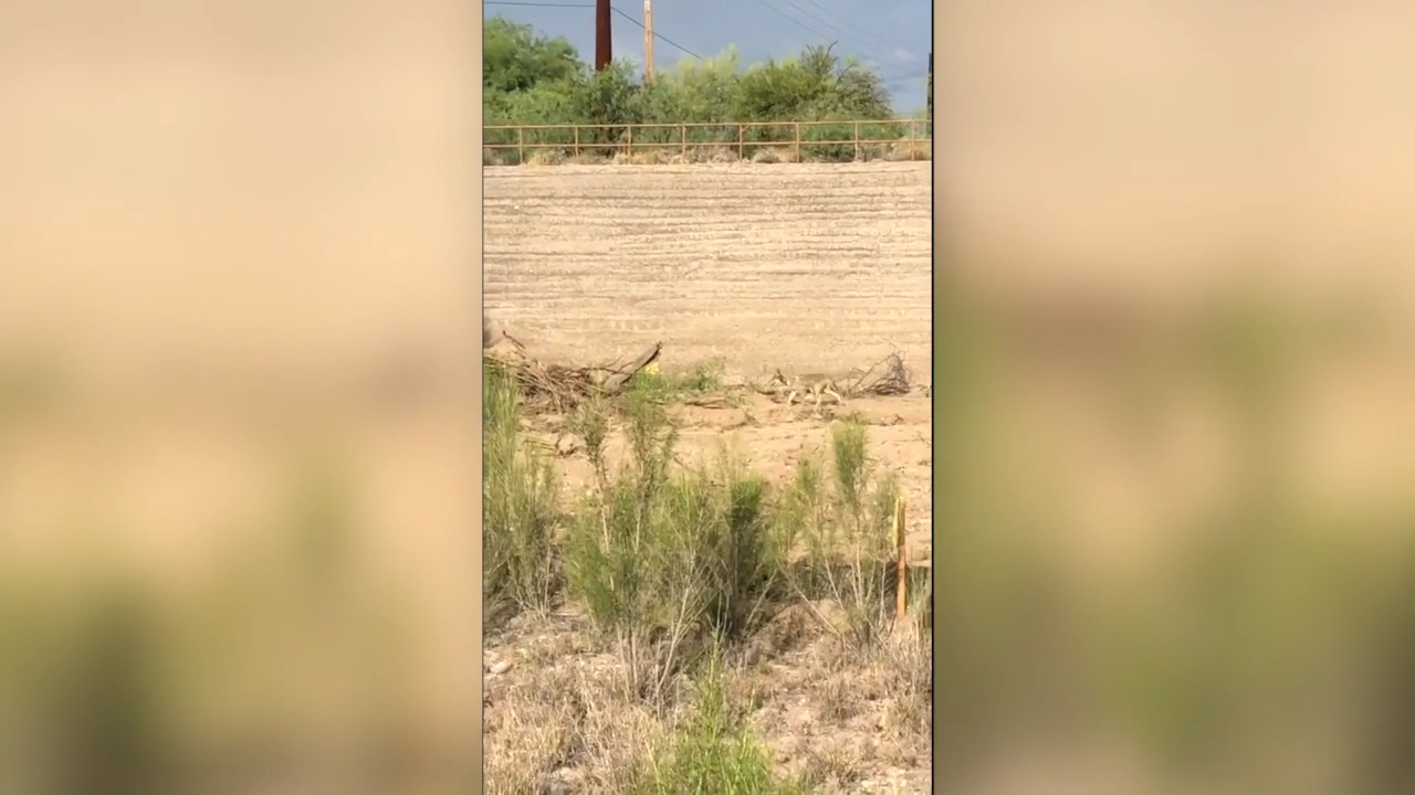 Meep! Meep! Watch coyote chase the roadrunner in real life