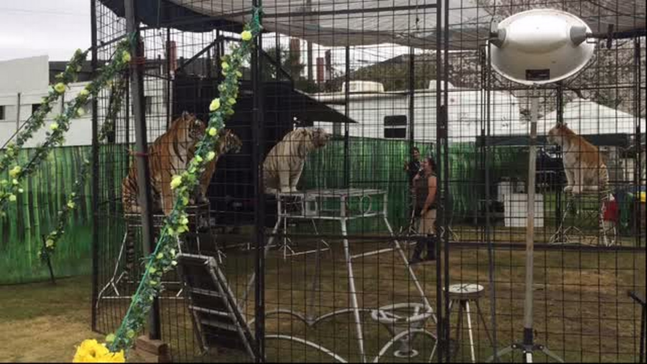 Tigers perform at Central City Park